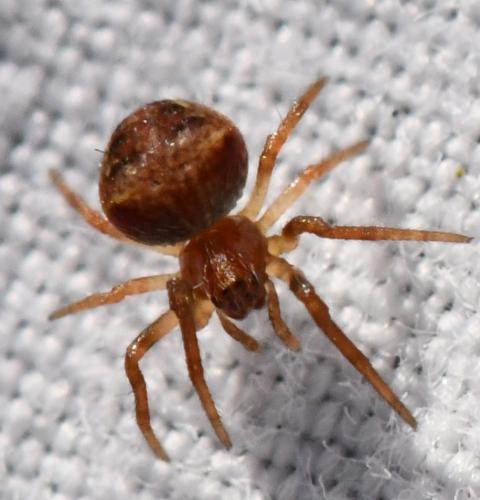Réf. 318 044 : Araneus (sturmi-triguttatus)